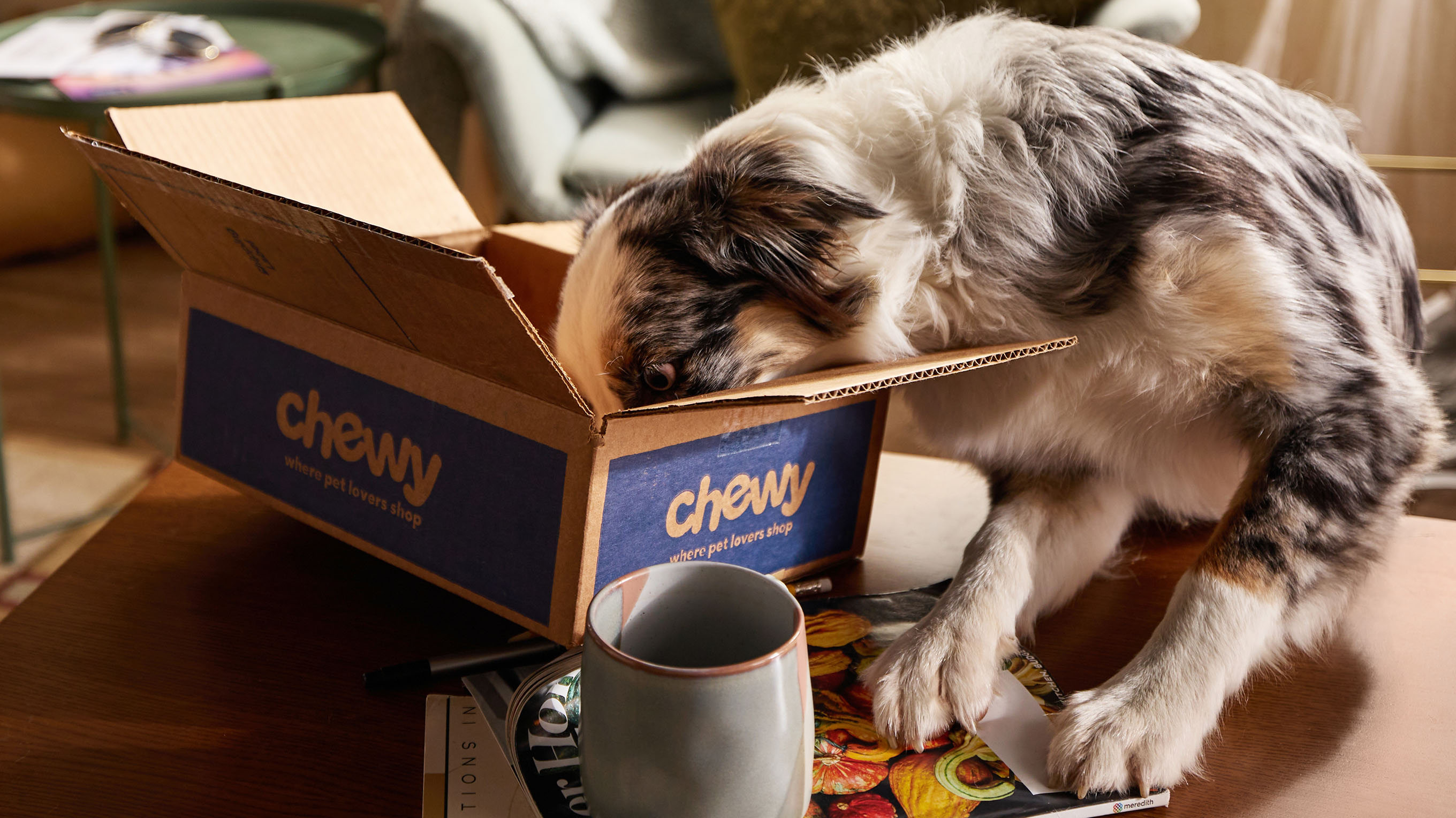 Phone number for chewy pet food best sale